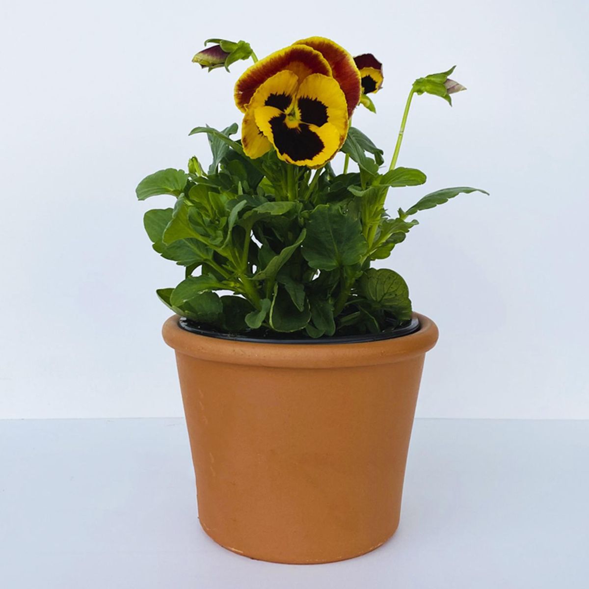 FLORES DE MI TIERRA - Pensamiento 10 cm Natural CT10