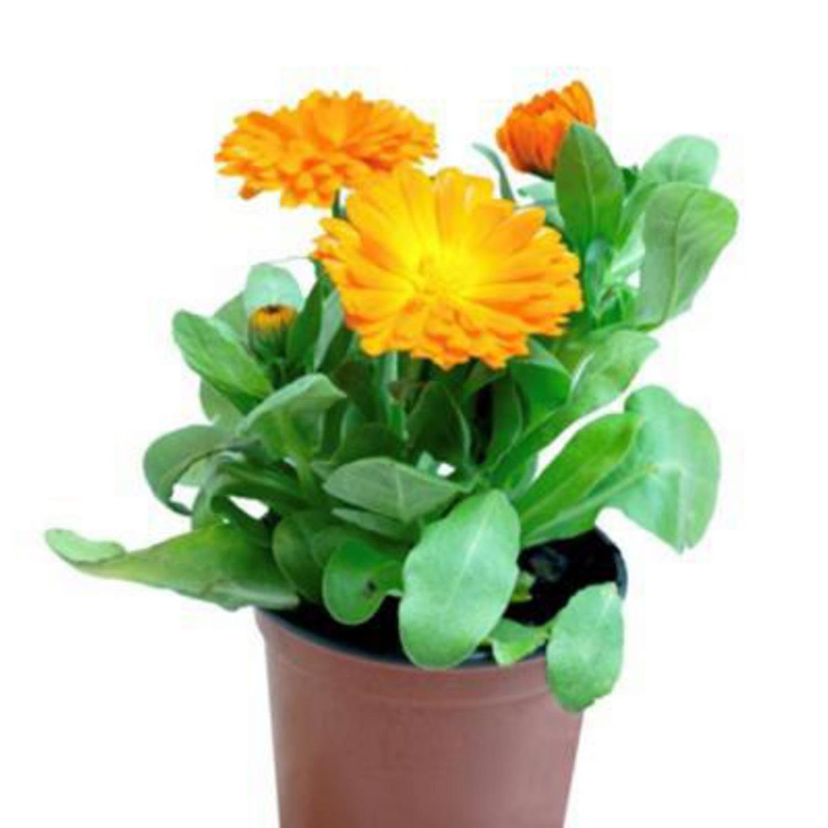 FLORES DE MI TIERRA - Calendula 10 cm Natural CT11