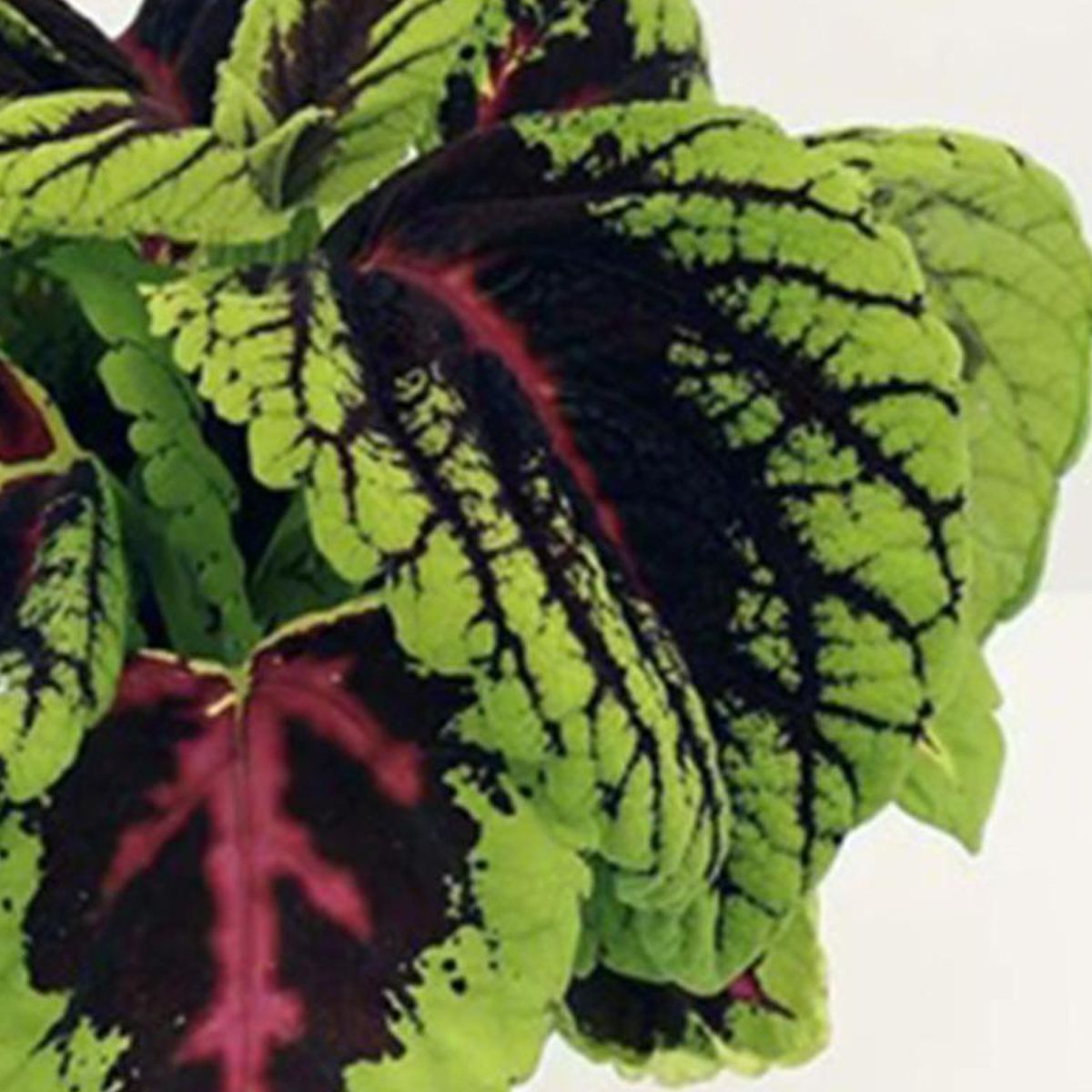 FLORES DE MI TIERRA - Coleus Kong 25 cm Natural CT17