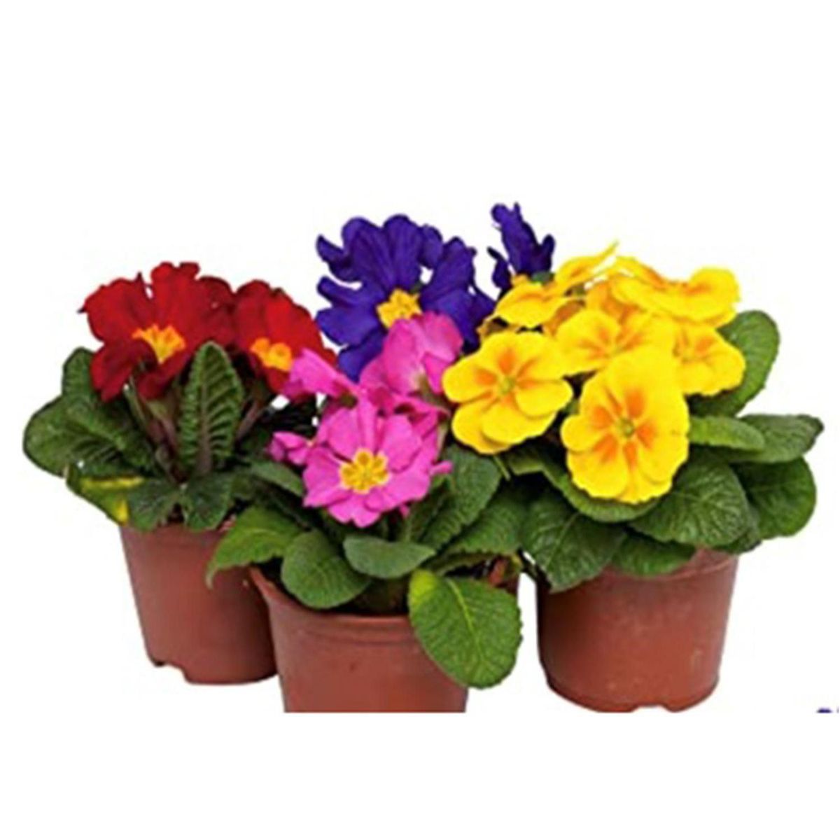 FLORES DE MI TIERRA - Oreja De Oso 10 cm Natural CT11