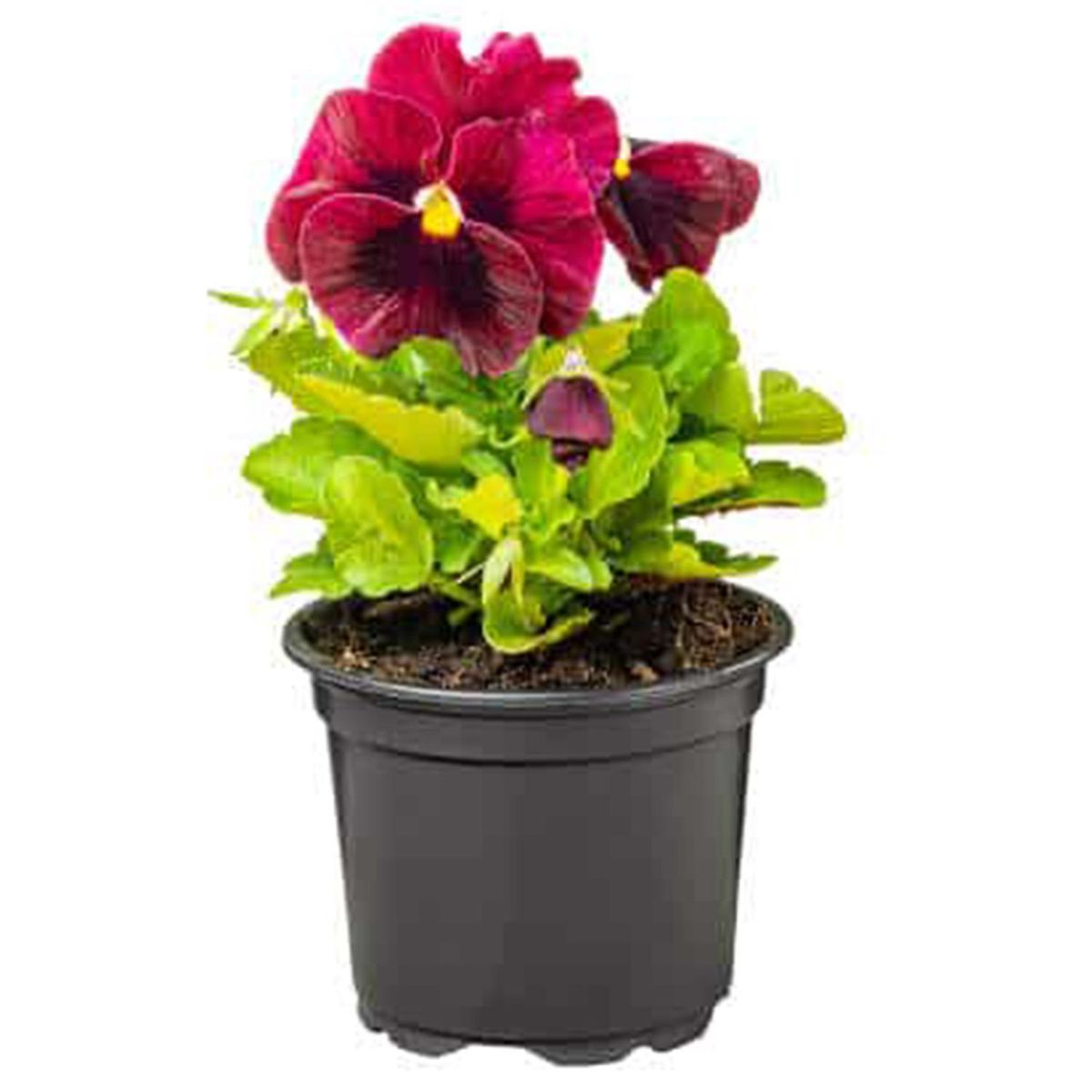 FLORES DE MI TIERRA - Viola 10 cm Natural CT10
