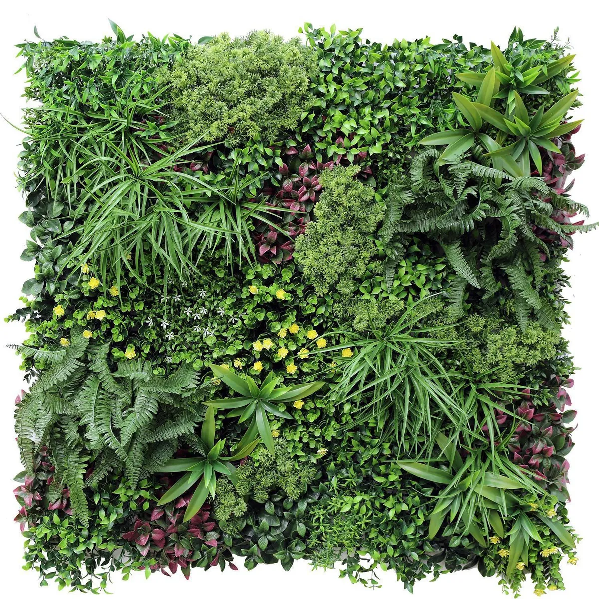 SIGNET - Jardin Vertical Papua 100x100 cm