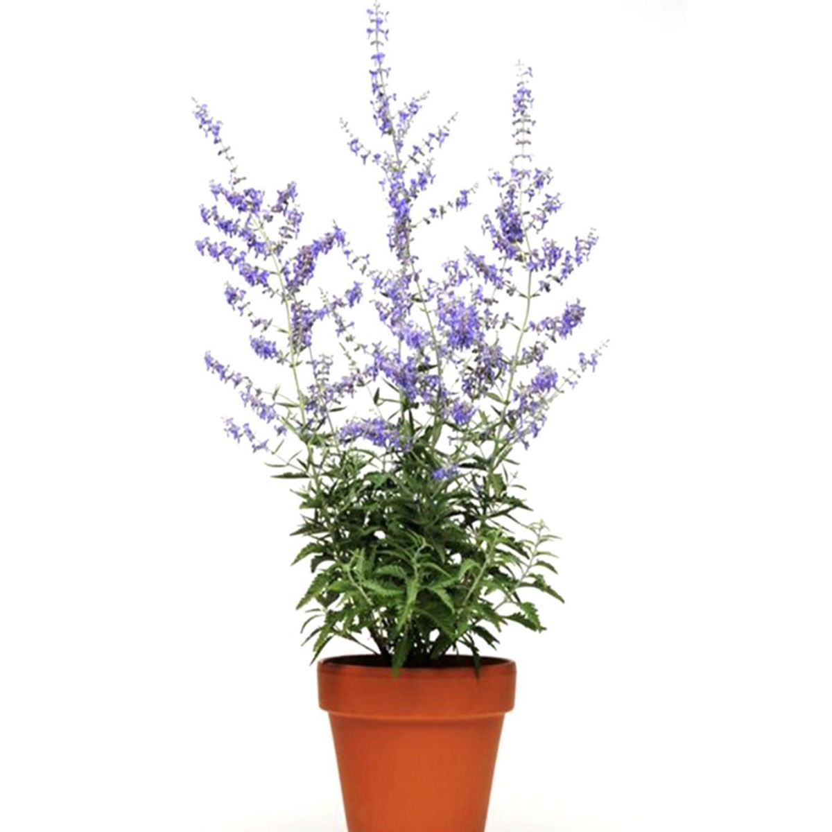 FLORES DE MI TIERRA - Arbusto Perovskia Natural 30 cm