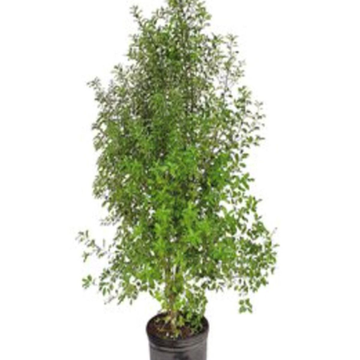 FLORES DE MI TIERRA - Arbusto Pitosporo Nigricans Natural 80 cm