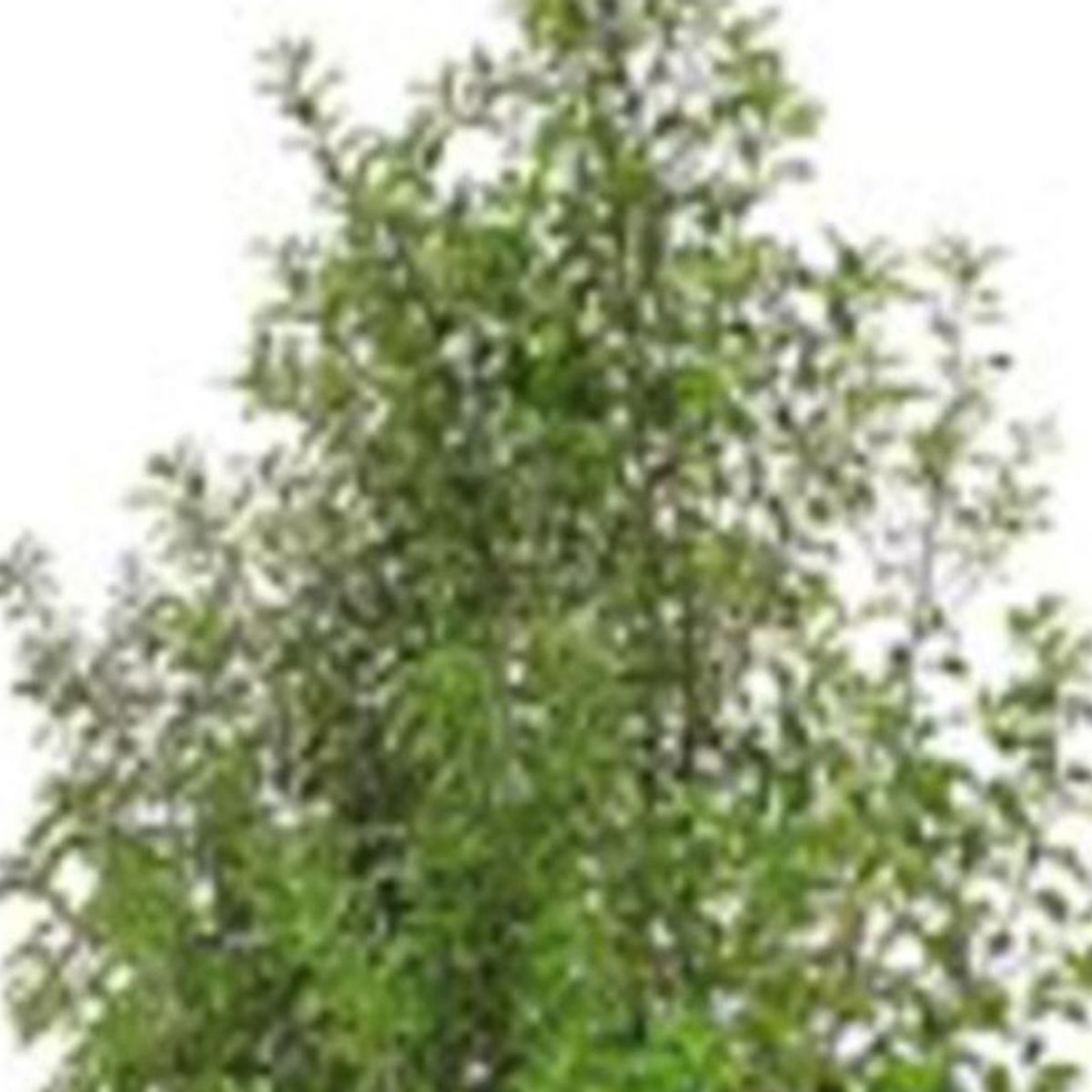 FLORES DE MI TIERRA - Arbusto Pitosporo Nigricans Natural 80 cm