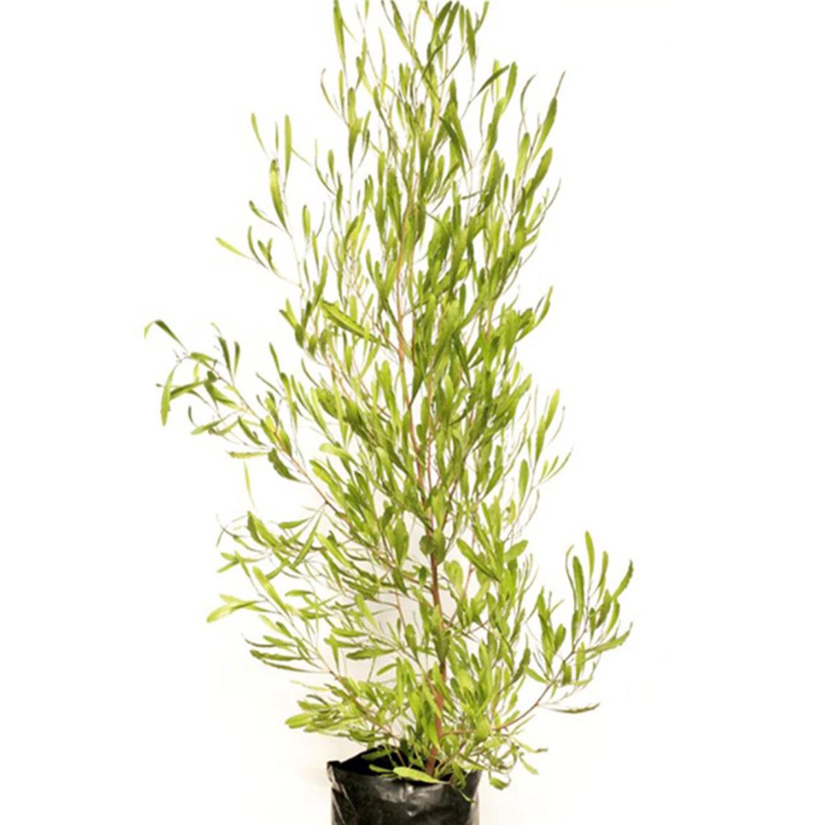 FLORES DE MI TIERRA - Arbusto Stenocarpo Natural 1.5 m