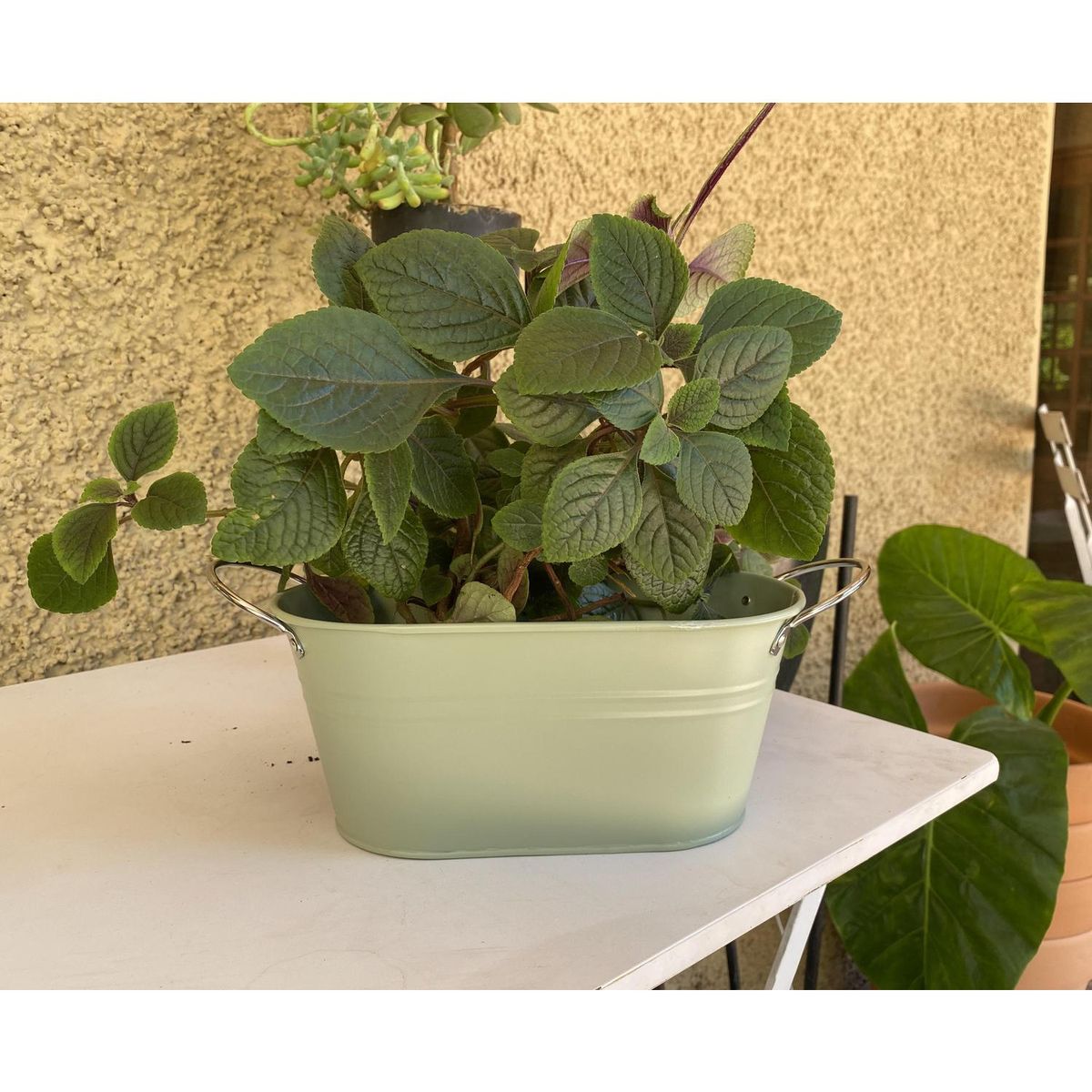 DECOGREEN - Macetero con Asa de Metal 24x10 cm Verde