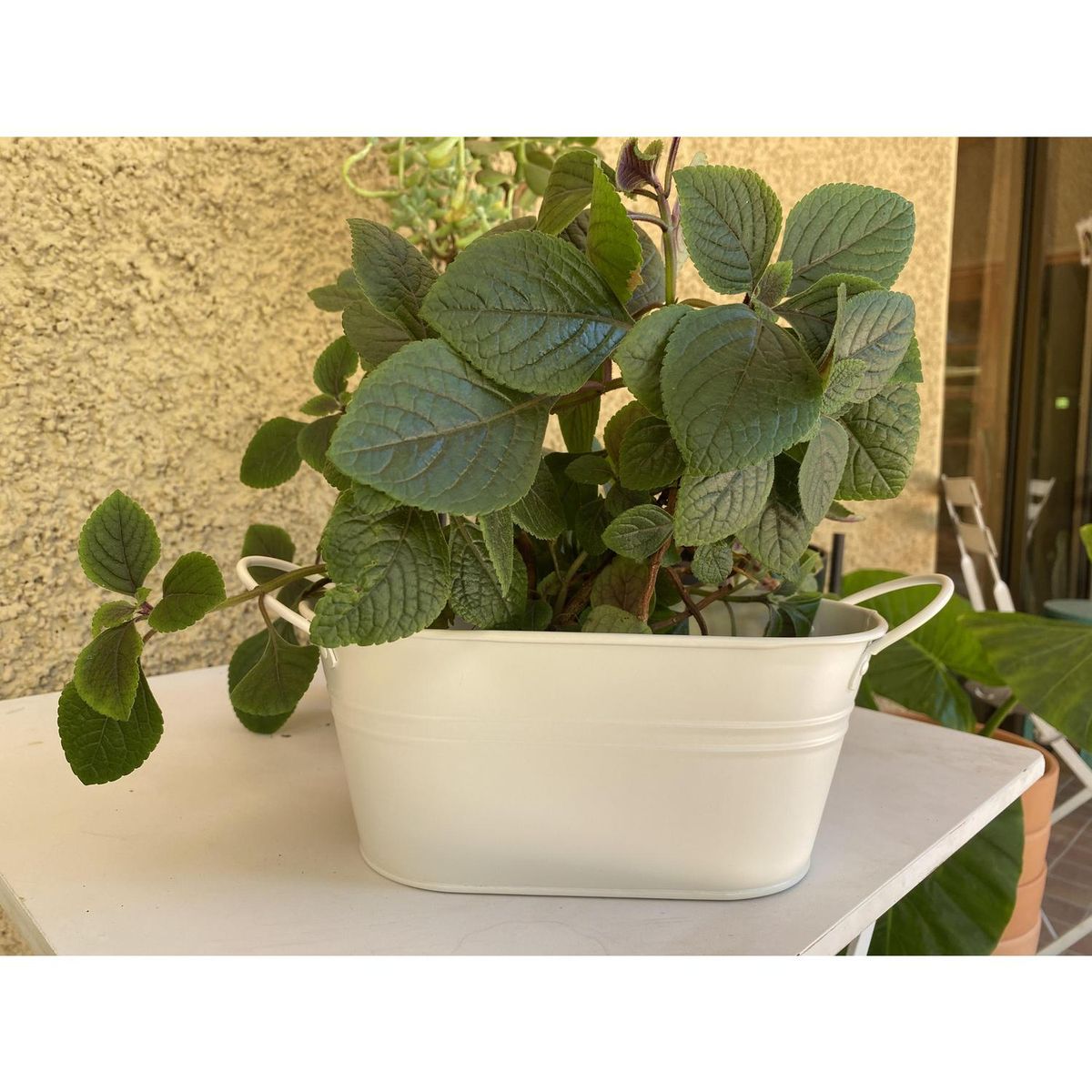 DECOGREEN - Macetero con Asa de Metal 24x10 cm Crema