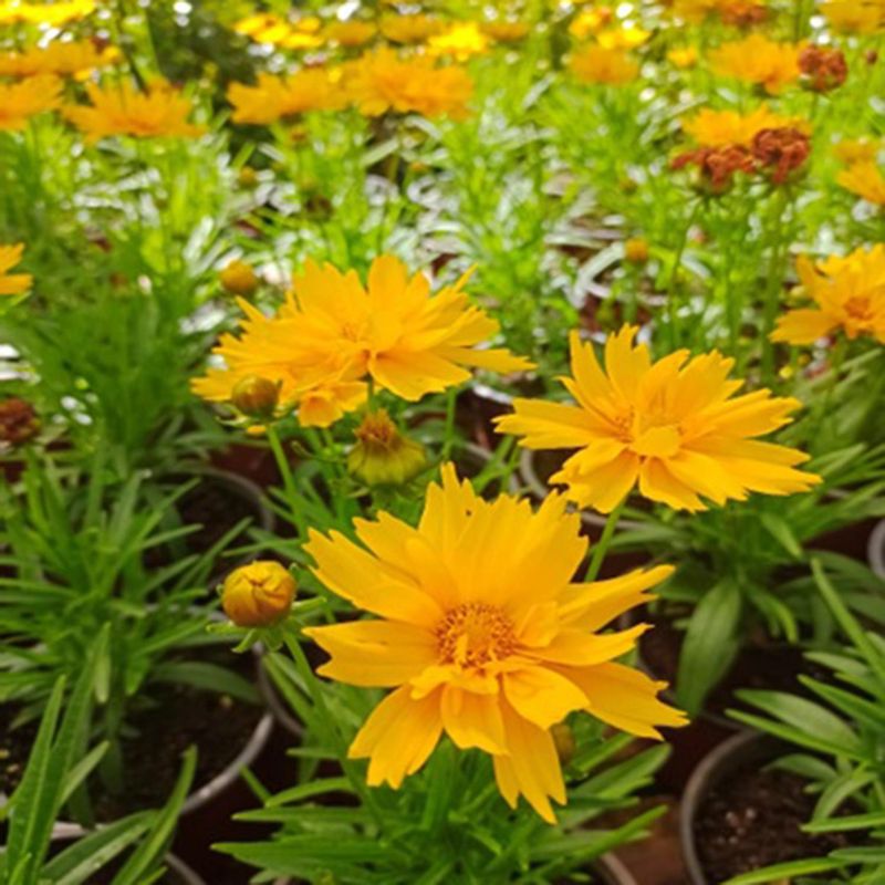  - Coreopsis 15 cm Natural CT15