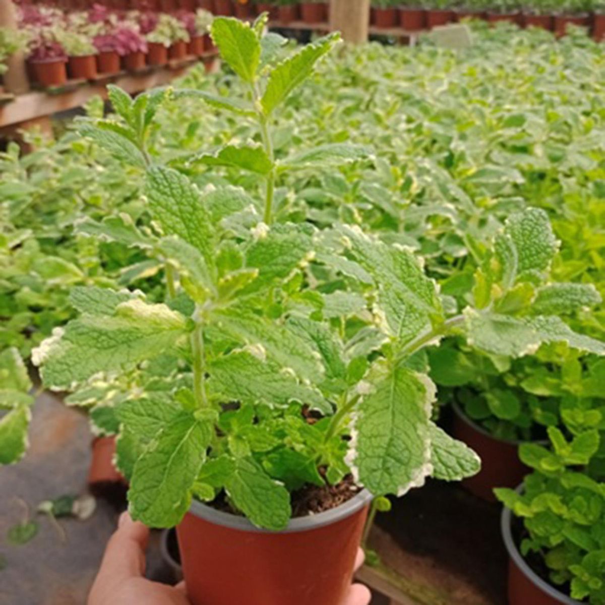 GENERICO - Menta Variegada 15 cm Natural CT12