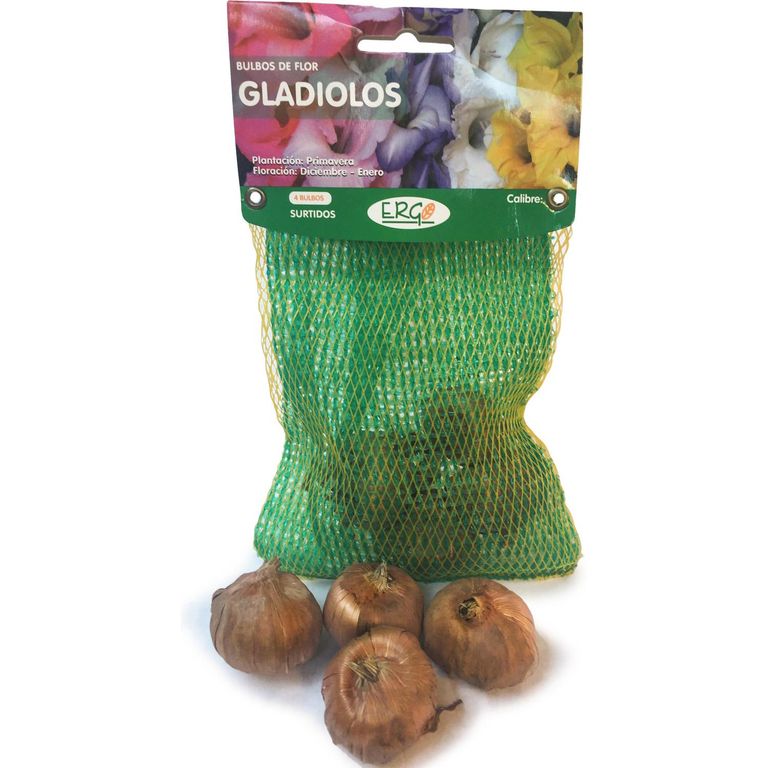 Bulbo gladiolos surtido 4 unidades