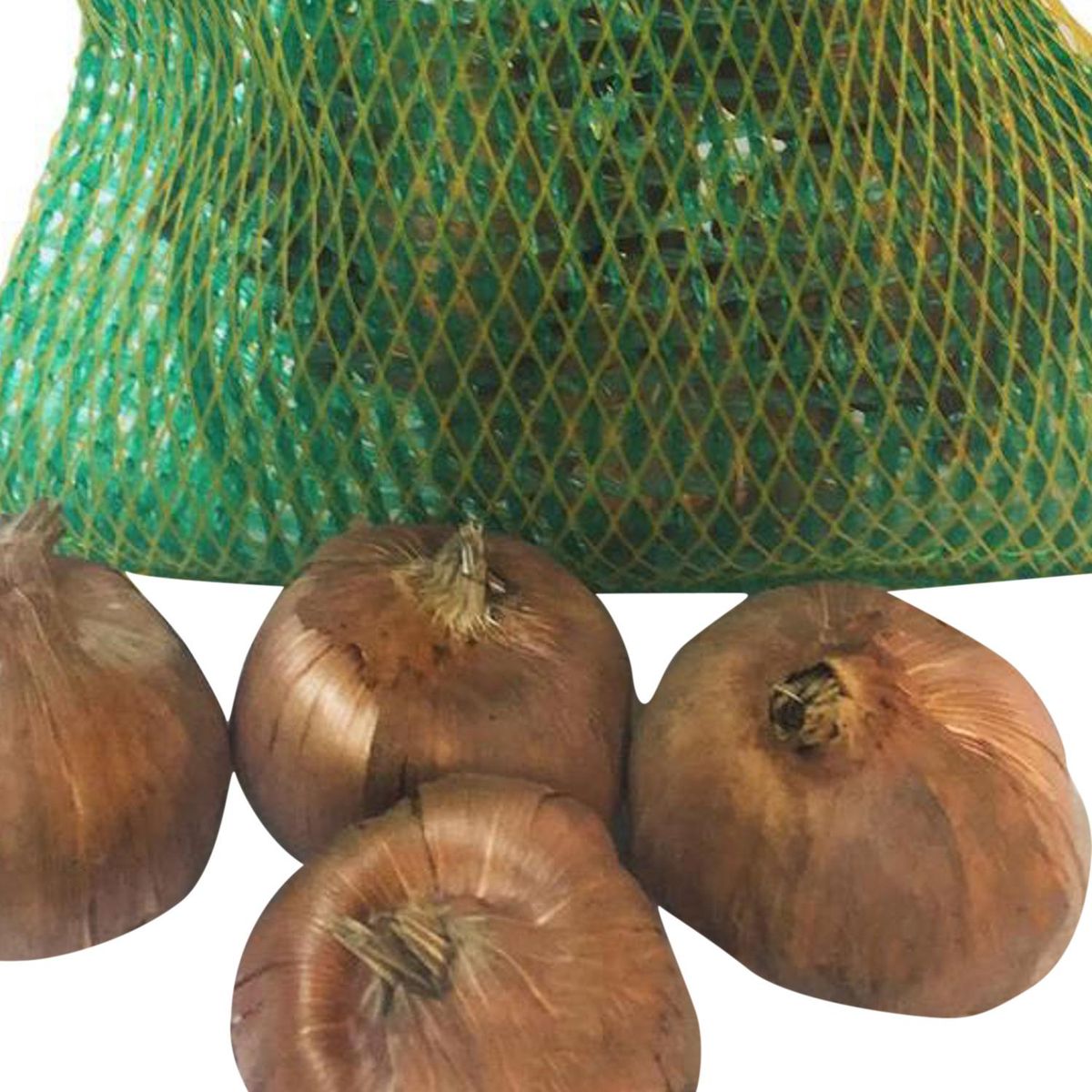 ERGO - Bulbo gladiolos surtido 4 unidades