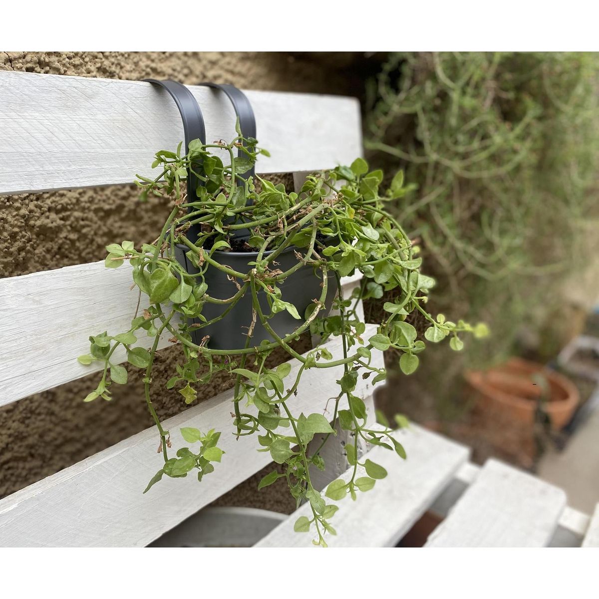 DECOGREEN - Macetero Colgante de Metal 24x24 cm Negro