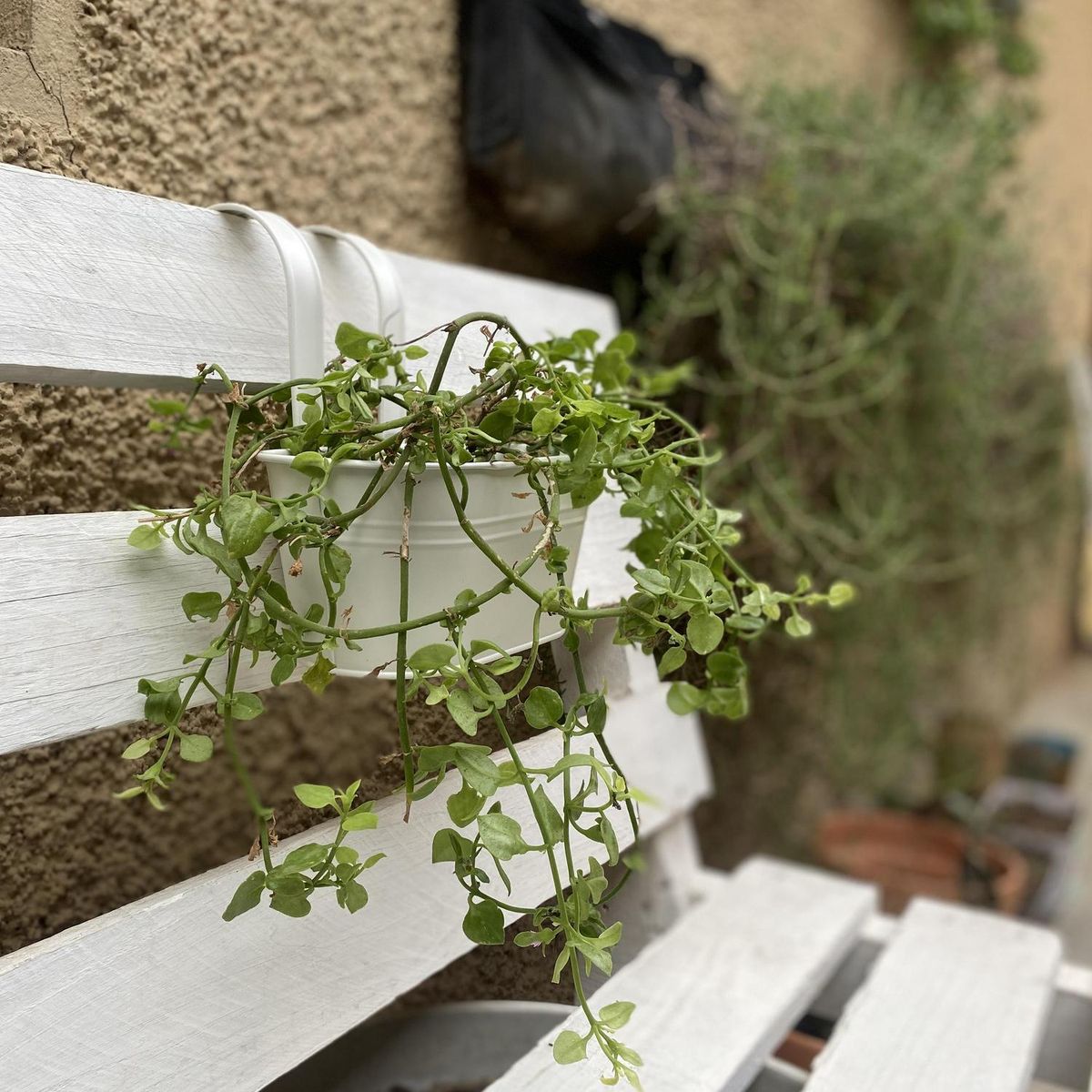 DECOGREEN - Macetero Colgante de Metal 24x24 cm Crema