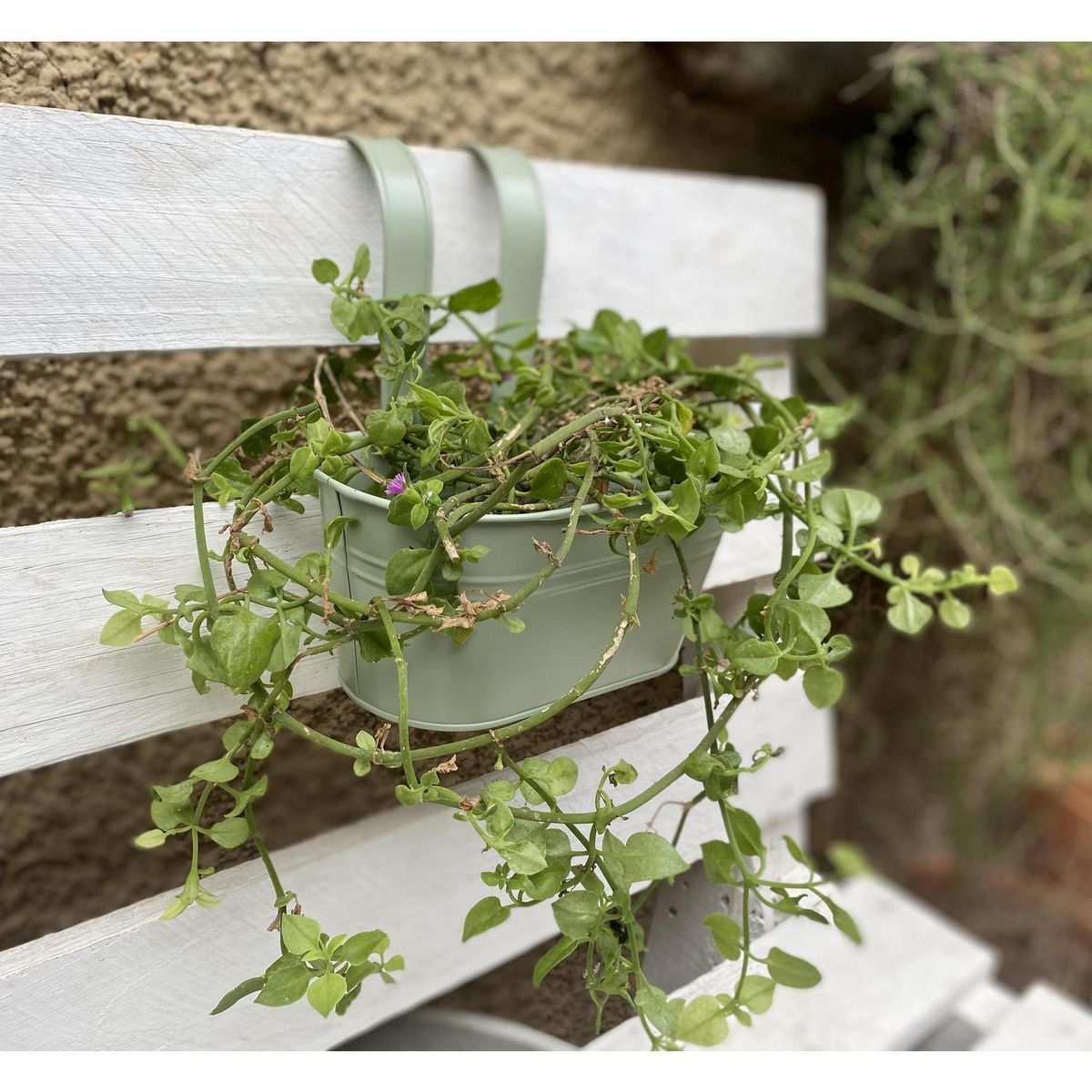 DECOGREEN - Macetero Colgante de Metal 24x24 cm Verde