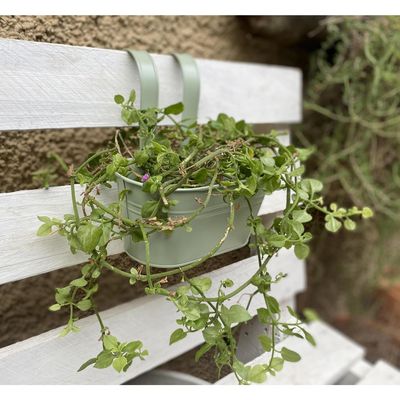 Imagen 2 del producto Macetero Colgante de Metal 24x24 cm Verde