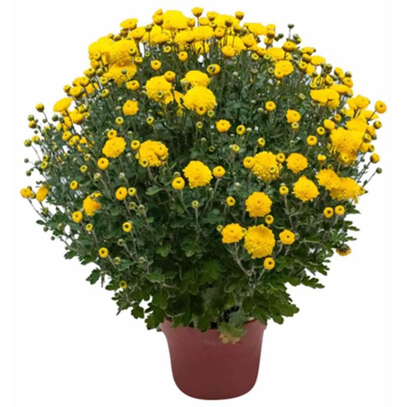 - Crisantemo Bola 35 cm Natural CT17