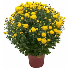 undefined - Crisantemo Bola 35 cm Natural CT17