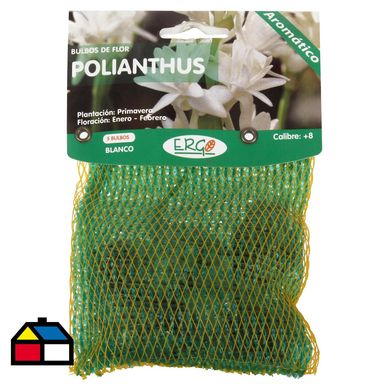 Bulbo polianthus surtido 5 unidades