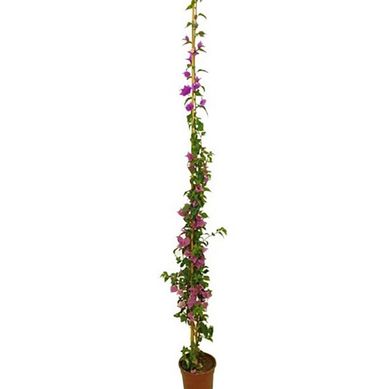 Bouganvillea Variegada 100 cm Natural
