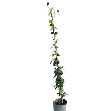 Jazmn Hlice 150 cm Natural