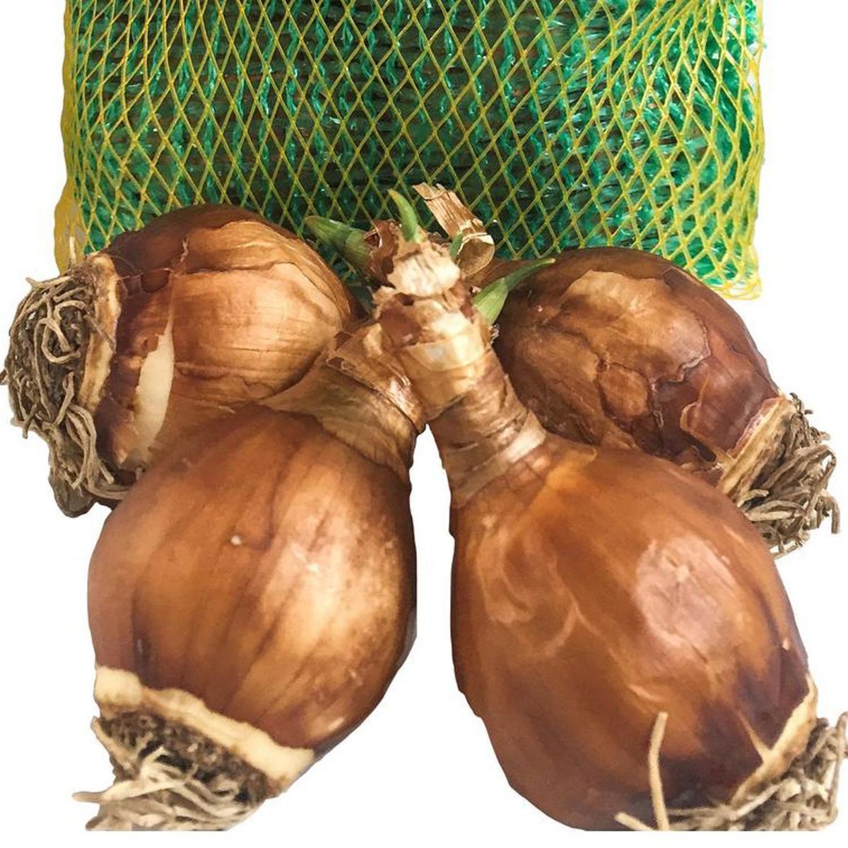 ERGO - Bulbo narciso surtido 4 unidades