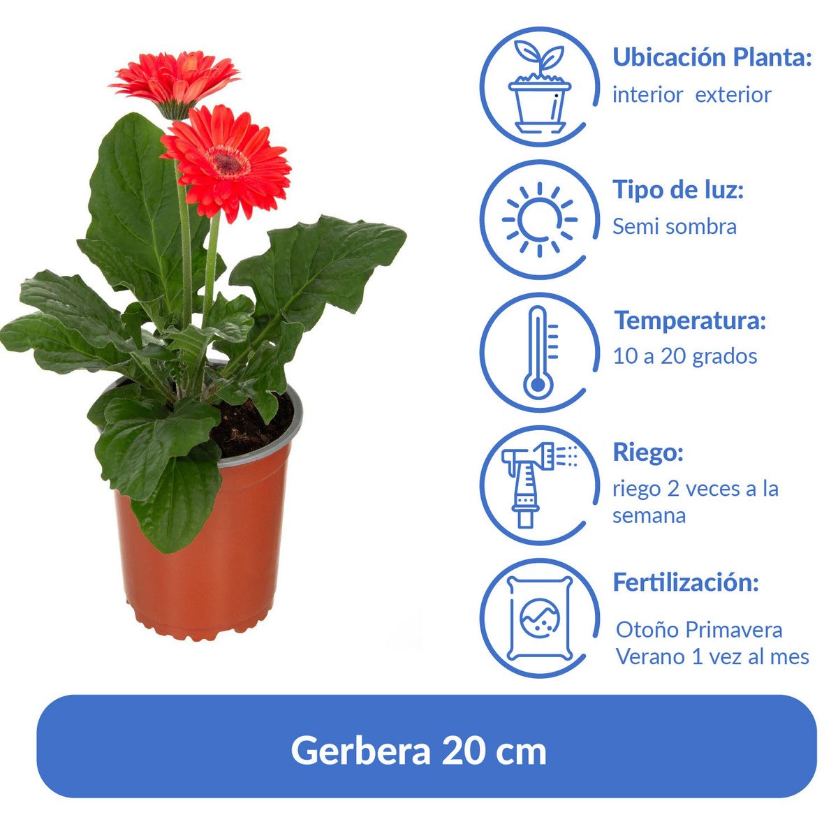 LAS BANDURRIAS - Gerbera 20 cm Natural CT15