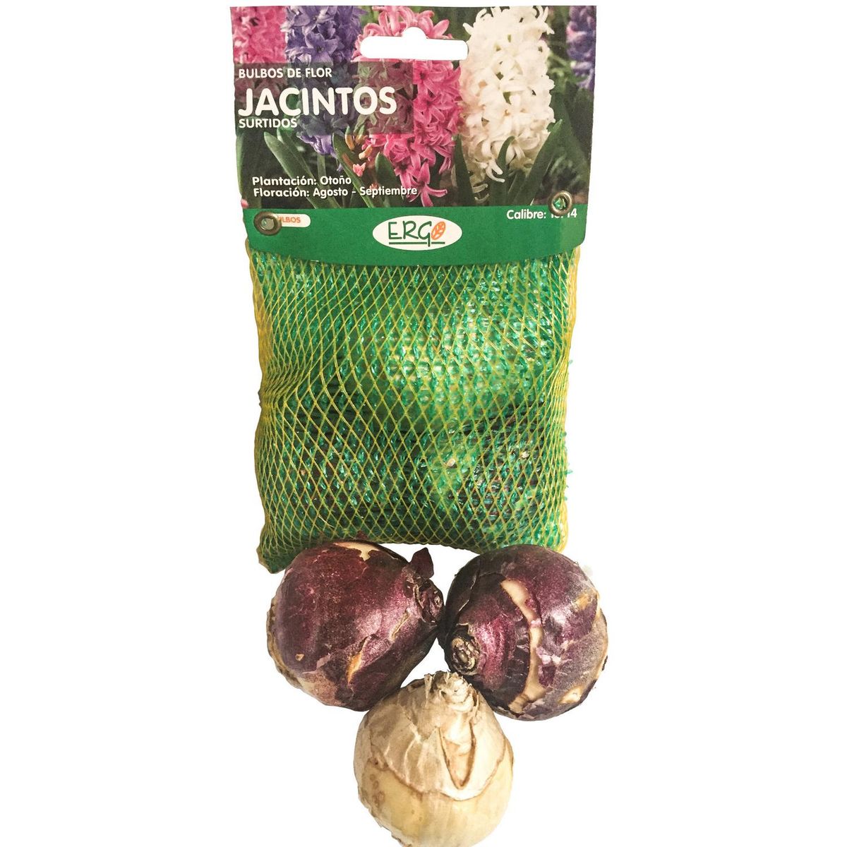 ERGO - Bulbo jacinto surtido 3 unidades