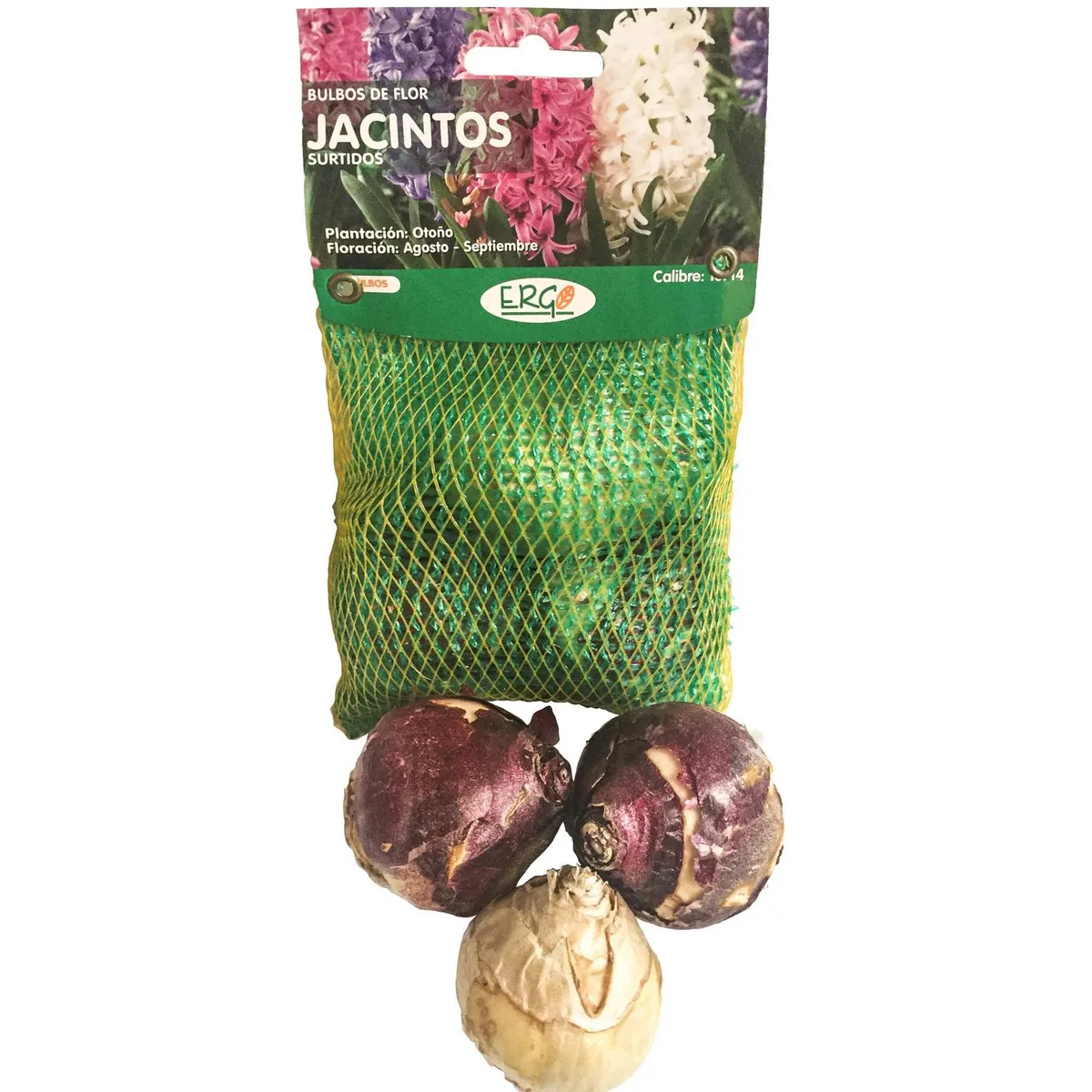 ERGO - Bulbo jacinto surtido 3 unidades