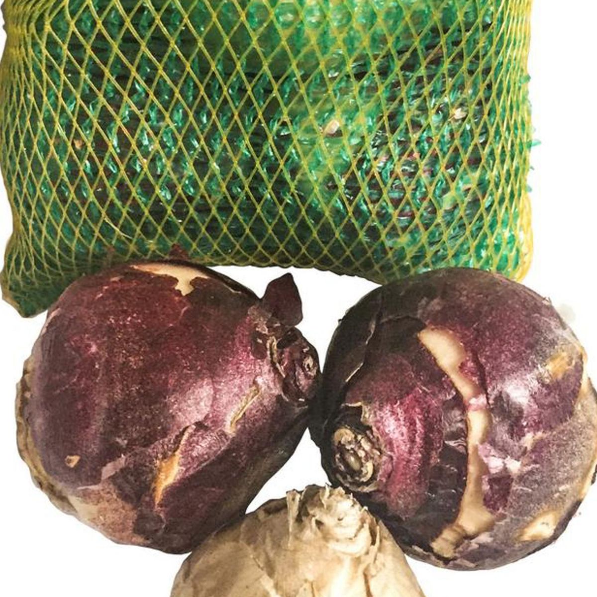 ERGO - Bulbo jacinto surtido 3 unidades