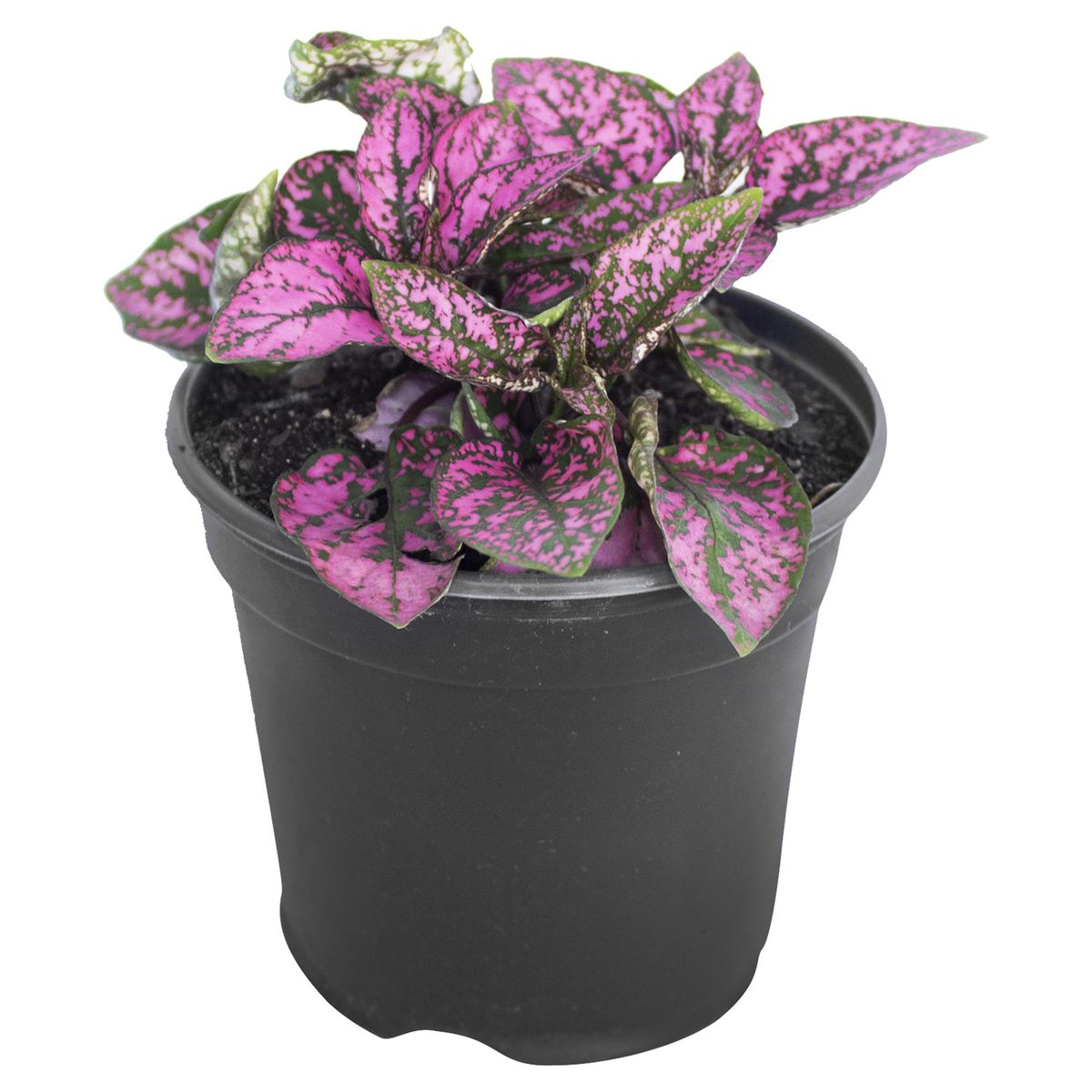LAS BANDURRIAS - Hypoestes 10 cm Natural CT10