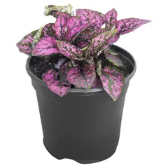 LAS BANDURRIAS - Hypoestes 10 cm Natural CT10