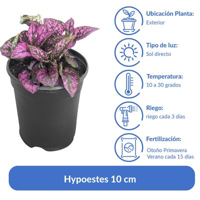 Imagen 2 del producto Hypoestes 10 cm Natural CT10