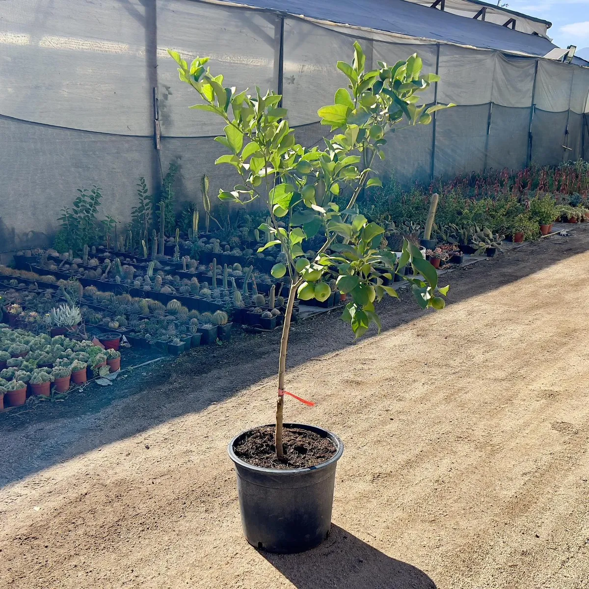 GENERICO - Árbol Limón Sutil de Gaza Natural 150 cm