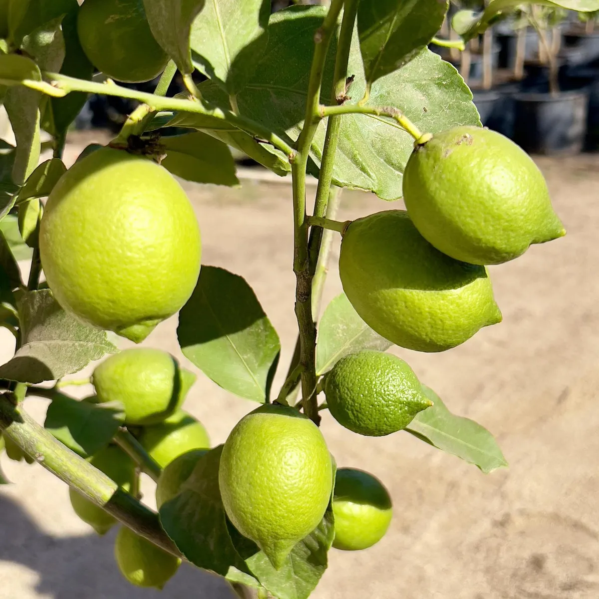GENERICO - Árbol Limón Sutil de Gaza Natural 150 cm