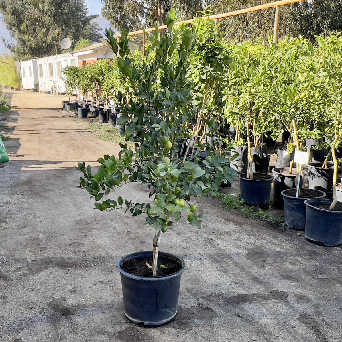 GENERICO - Árbol Limón Sutil de Pica Natural 150 cm