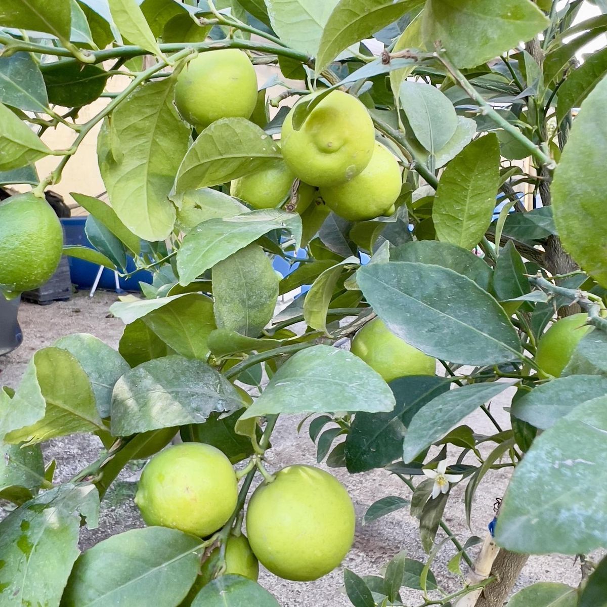 GENERICO - Árbol Limón Sutil de Pica Natural 150 cm