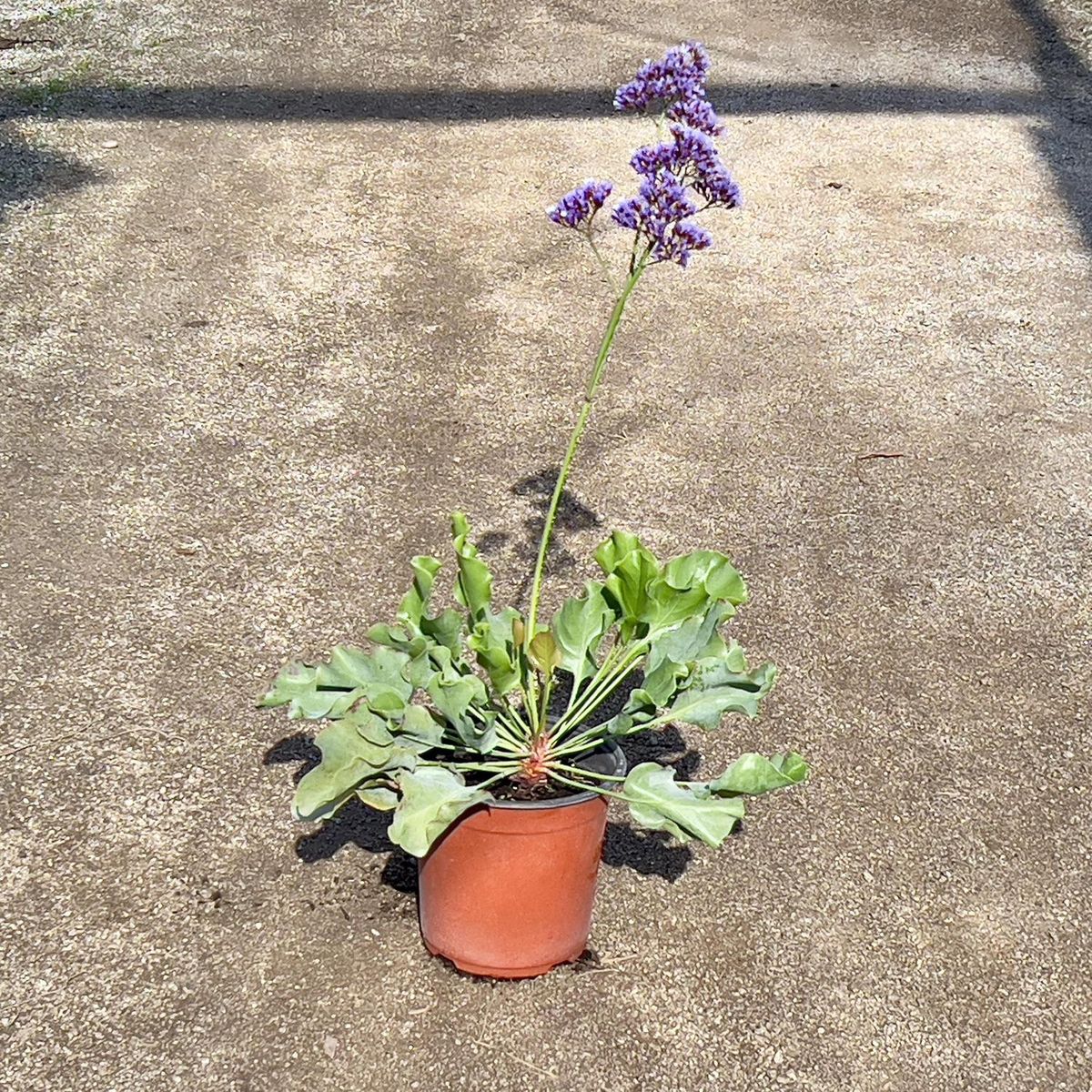 GENERICO - Planta Limonium Natural 50 cm