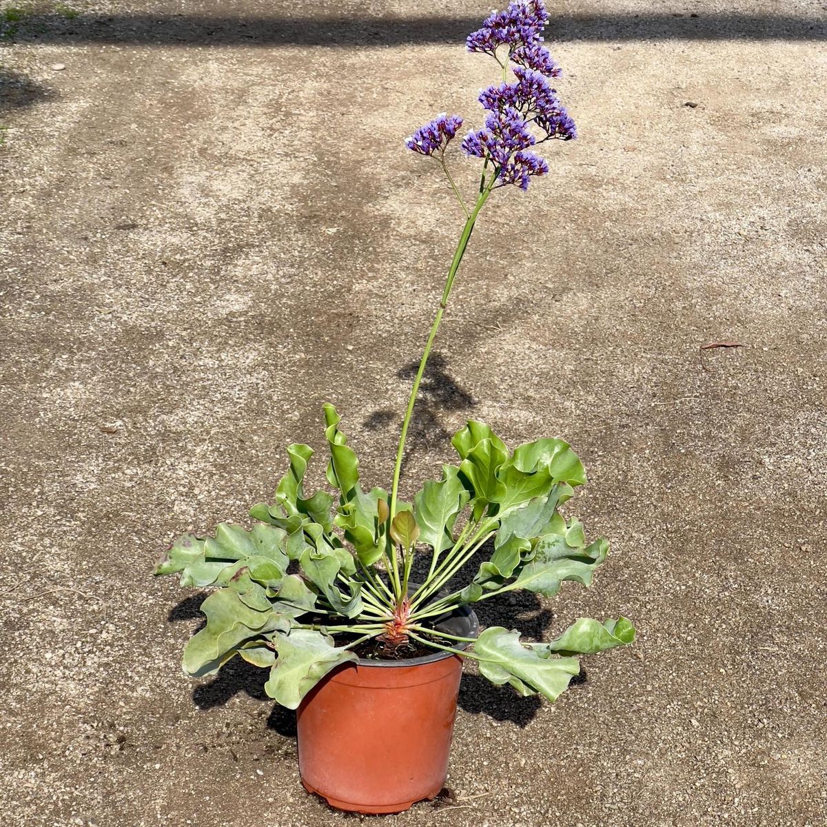 GENERICO - Planta Limonium Natural 50 cm