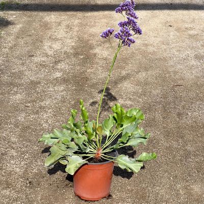 Imagen 2 del producto Planta Limonium Natural 50 cm
