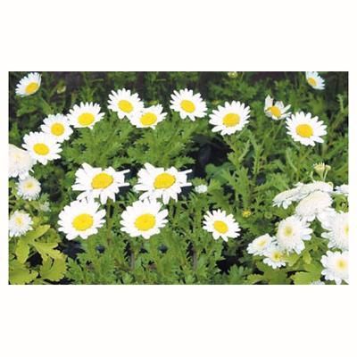 Crisantemo Paludoso 15 cm Natural CT10