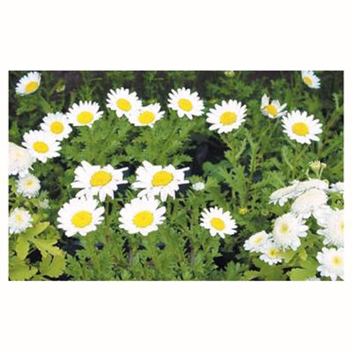 GENERICO - Crisantemo Paludoso 15 cm Natural CT10