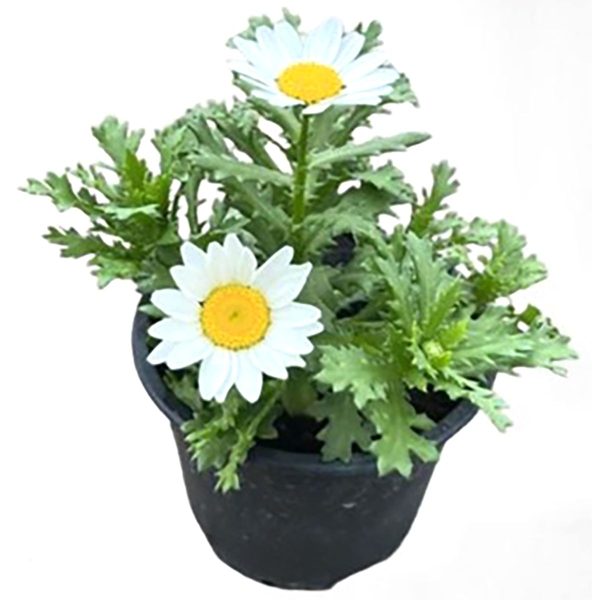 GENERICO - Crisantemo Paludoso 15 cm Natural CT10