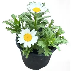 undefined - Crisantemo Paludoso 15 cm Natural CT10