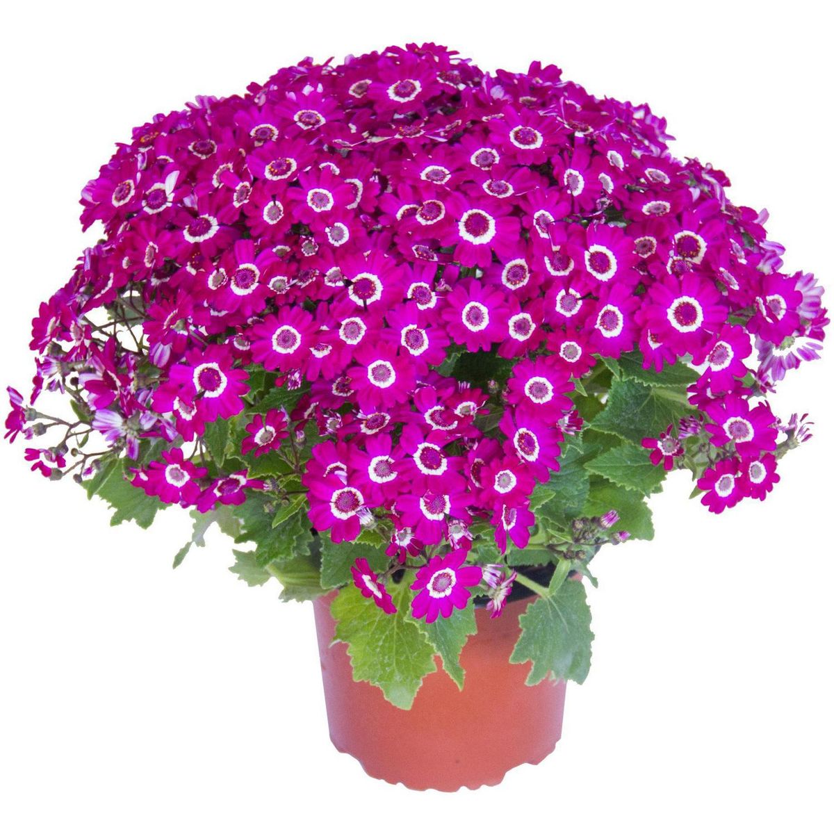 FLORES DE MI TIERRA - Cineraria Jester 10 cm Natural CT15