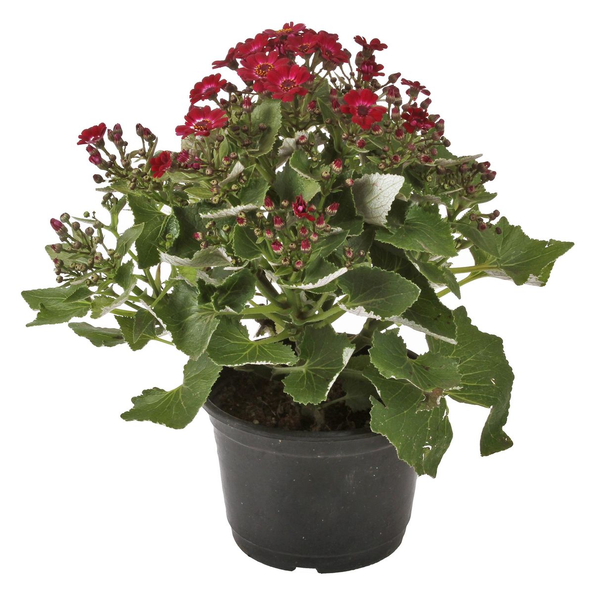 FLORES DE MI TIERRA - Cineraria Jester 10 cm Natural CT15