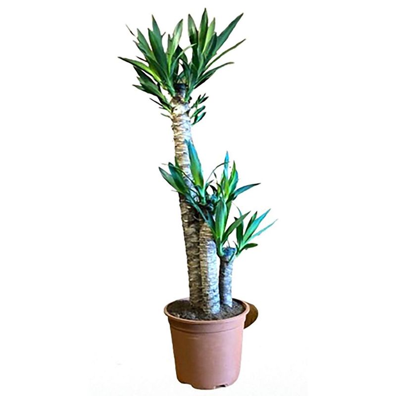 LAS BANDURRIAS - Yucca Elephantipes Trío 90 cm Natural CT24