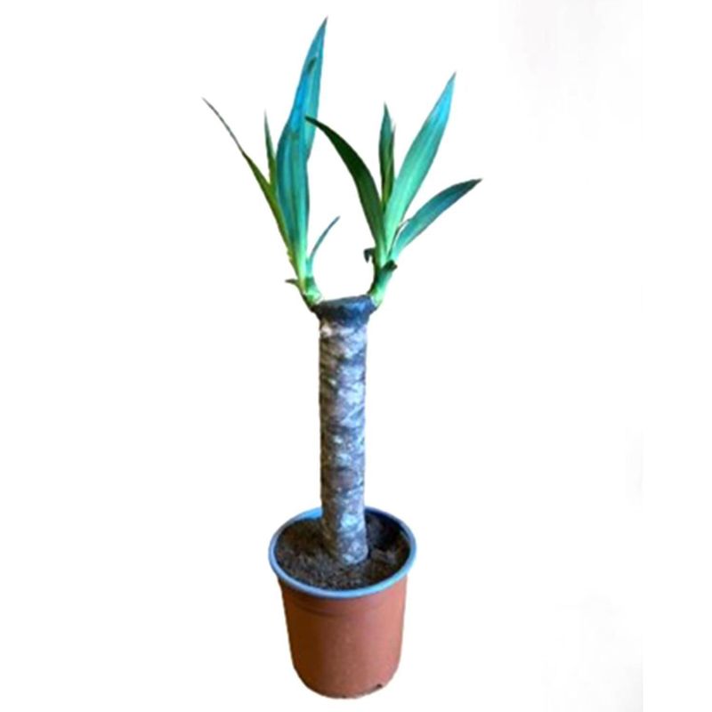 LAS BANDURRIAS - Yucca Elephantipes 25 cm Natural CT15