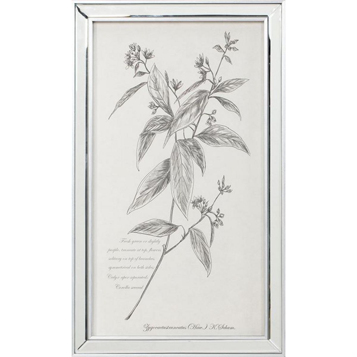 MOOD - Cuadro Esp Botánico 1 30x50 cm