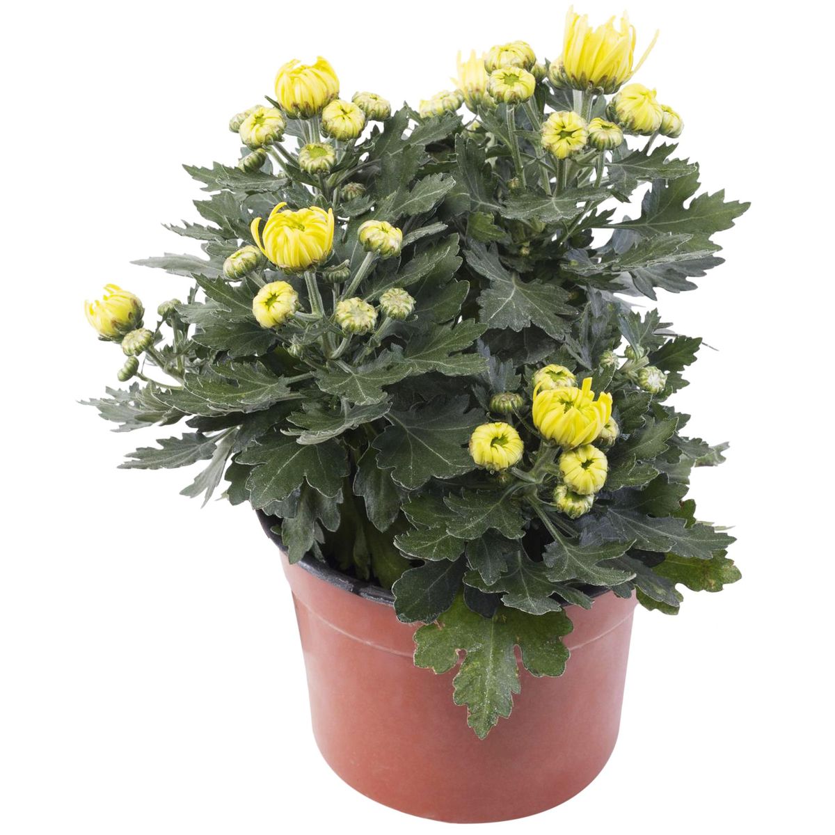 VIVEROS HIJUELAS - Crisantemo Colores 20 cm Natural CT14